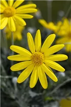 Euryops chrysanthemoides 'Sonnenschein' - Gelbe Strauchmargerite 'Sonnenschein' Euryops chrysanthemoides 'Sonnenschein' - Gelbe Strauchmargerite 'Sonnenschein'