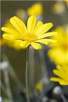 Euryops chrysanthemoides 'Sonnenschein' - Gelbe Strauchmargerite 'Sonnenschein' Euryops chrysanthemoides 'Sonnenschein' - Gelbe Strauchmargerite 'Sonnenschein'