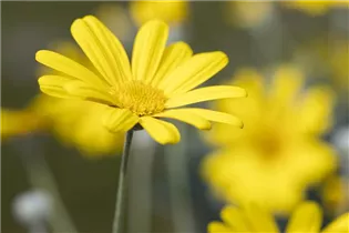 Euryops chrysanthemoides 'Sonnenschein' - Gelbe Strauchmargerite 'Sonnenschein' Euryops chrysanthemoides 'Sonnenschein' - Gelbe Strauchmargerite 'Sonnenschein'