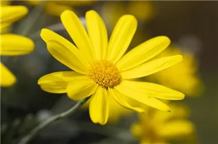 Euryops chrysanthemoides 'Sonnenschein' - Gelbe Strauchmargerite 'Sonnenschein' Euryops chrysanthemoides 'Sonnenschein' - Gelbe Strauchmargerite 'Sonnenschein'