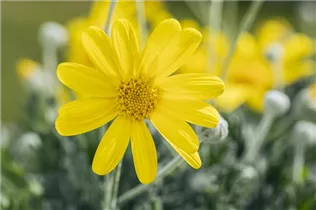 Euryops chrysanthemoides 'Sonnenschein' - Gelbe Strauchmargerite 'Sonnenschein' Euryops chrysanthemoides 'Sonnenschein' - Gelbe Strauchmargerite 'Sonnenschein'