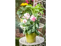 Eustoma grandiflorum - Bauchblume Eustoma grandiflorum - Bauchblume