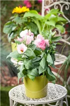 Eustoma grandiflorum - Bauchblume Eustoma grandiflorum - Bauchblume