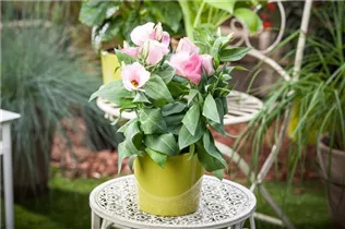 Eustoma grandiflorum - Bauchblume Eustoma grandiflorum - Bauchblume