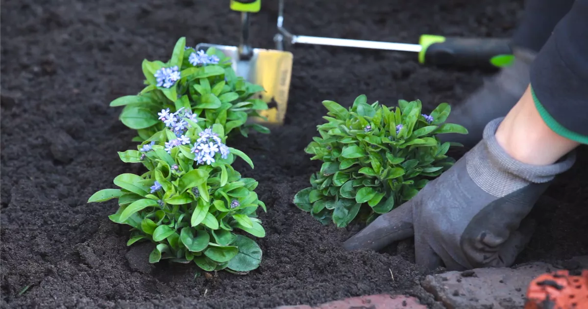  - Vergissmeinnicht - Einpflanzen im Garten