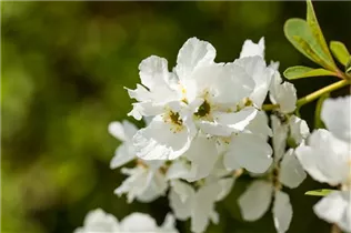 Exochorda racemosa 'Magical Springtime' - Sparrige Prunkspiere 'Magical Springtime'