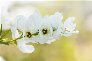 Exochorda racemosa 'Magical Springtime' - Sparrige Prunkspiere 'Magical Springtime'
