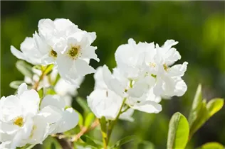 Exochorda racemosa 'Magical Springtime' - Sparrige Prunkspiere 'Magical Springtime'