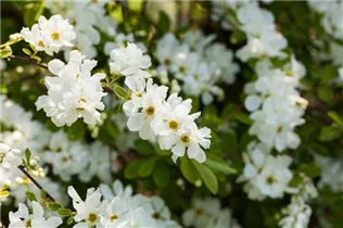 Exochorda x macrantha 'The Bride' - Kleine Prunkspiere 'The Bride' Exochorda x macrantha 'The Bride' - Kleine Prunkspiere 'The Bride'