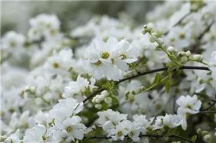 Exochorda x macrantha 'The Bride' - Kleine Prunkspiere 'The Bride' Exochorda x macrantha 'The Bride' - Kleine Prunkspiere 'The Bride'