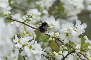 Exochorda x macrantha 'The Bride' - Kleine Prunkspiere 'The Bride' Exochorda x macrantha 'The Bride' - Kleine Prunkspiere 'The Bride'