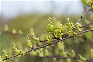 Exochorda x macrantha 'The Bride' - Kleine Prunkspiere 'The Bride' Exochorda x macrantha 'The Bride' - Kleine Prunkspiere 'The Bride'