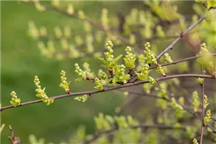 Exochorda x macrantha 'The Bride' - Kleine Prunkspiere 'The Bride' Exochorda x macrantha 'The Bride' - Kleine Prunkspiere 'The Bride'
