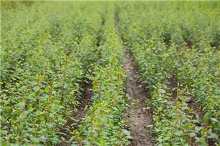 Fagus sylvatica - Rotbuche