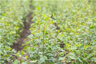 Fagus sylvatica - Rotbuche