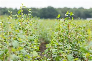 Fagus sylvatica - Rotbuche