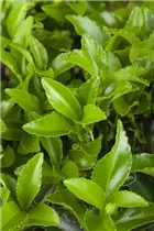 Euonymus japonicus 'Microphyllus' - Kleinblättrige Japanspindel Euonymus japonicus 'Microphyllus' - Kleinblättrige Japanspindel