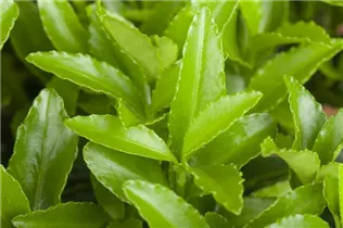 Euonymus japonicus 'Microphyllus' - Kleinblättrige Japanspindel Euonymus japonicus 'Microphyllus' - Kleinblättrige Japanspindel