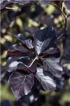 Fagus sylvatica 'Atropurpurea' - Rotbuche 'Atropurpurea'