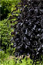 Fagus sylvatica 'Atropurpurea' - Rotbuche 'Atropurpurea'