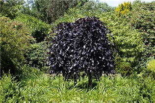 Fagus sylvatica 'Atropurpurea' - Rotbuche 'Atropurpurea'