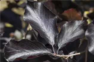 Fagus sylvatica 'Swat Magret' - Blutbuche 'Swat Magret'