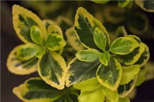 Euonymus japonicus 'Ovatus Aureus' - Kleinblättrige Japanspindel 'Ovatus Aureus'