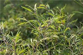 Fagus sylvatica 'Mercedes' - Rotbuche 'Mercedes'