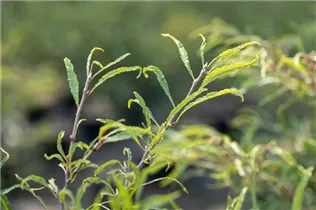 Fagus sylvatica 'Mercedes' - Rotbuche 'Mercedes'