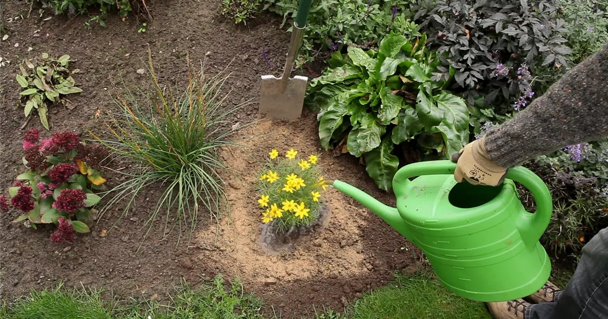  - Mädchenauge - Einpflanzen im Garten