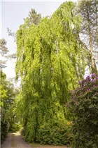 Fagus sylvatica 'Pendula' - Grüne Hängebuche 'Pendula' Fagus sylvatica 'Pendula' - Grüne Hängebuche 'Pendula'