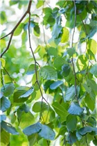Fagus sylvatica 'Pendula' - Grüne Hängebuche 'Pendula' Fagus sylvatica 'Pendula' - Grüne Hängebuche 'Pendula'