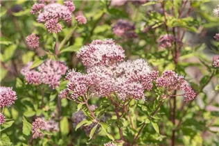 Eupatorium cannabinum - Gewöhnlicher Wasserdost Eupatorium cannabinum - Gewöhnlicher Wasserdost