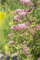Eupatorium cannabinum - Gewöhnlicher Wasserdost Eupatorium cannabinum - Gewöhnlicher Wasserdost