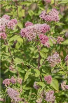 Eupatorium cannabinum - Gewöhnlicher Wasserdost Eupatorium cannabinum - Gewöhnlicher Wasserdost