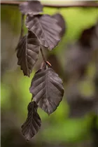 Fagus sylvatica 'Purple Fountain' - Blutbuche 'Purple Fountain'
