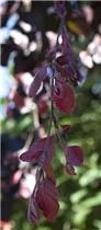 Fagus sylvatica 'Purple Fountain' - Blutbuche 'Purple Fountain'