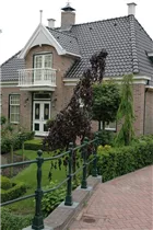 Fagus sylvatica 'Purple Fountain' - Blutbuche 'Purple Fountain'