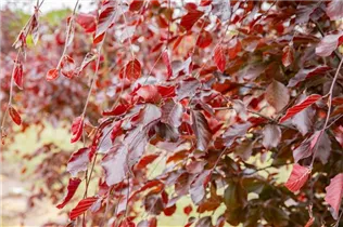 Fagus sylvatica 'Purpurea Latifolia' - Blut-Buche 'Purpurea Latifolia' Fagus sylvatica 'Purpurea Latifolia' - Blut-Buche 'Purpurea Latifolia'