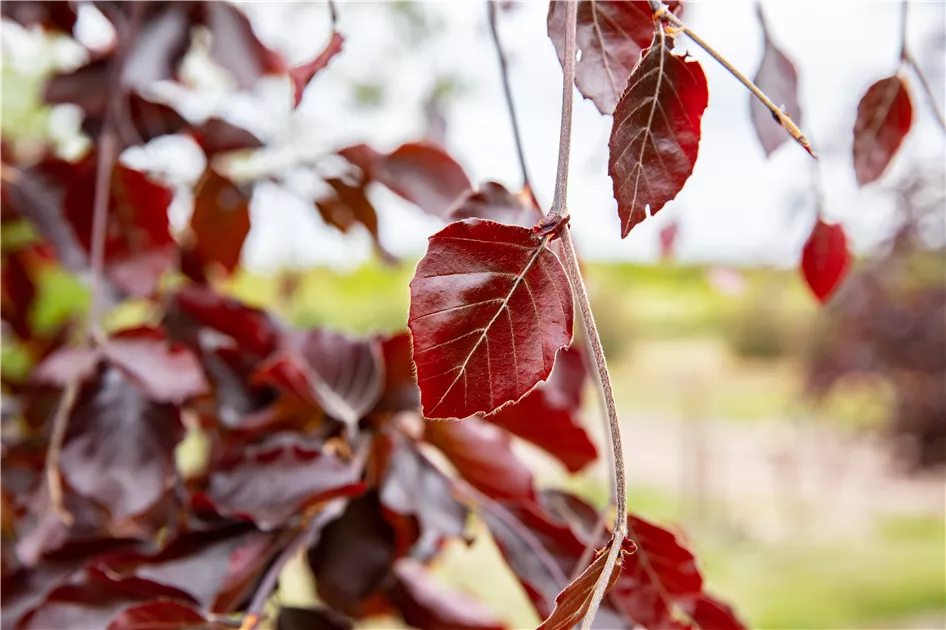 Blut-Buche 'Purpurea Latifolia', Fagus sylvatica 'Purpurea Latifolia'