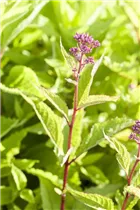 Eupatorium fistulosum - Großer Garten-Wasserdost