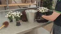 - Margeriten - Einpflanzen in ein Gefäß  - Margeriten - Einpflanzen in ein Gefäß