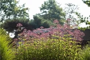 Eupatorium fistulosum - Großer Garten-Wasserdost