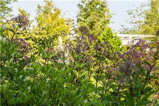 Eupatorium fistulosum - Großer Garten-Wasserdost