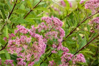 Eupatorium fistulosum - Großer Garten-Wasserdost