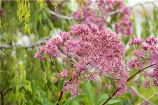 Eupatorium fistulosum - Großer Garten-Wasserdost