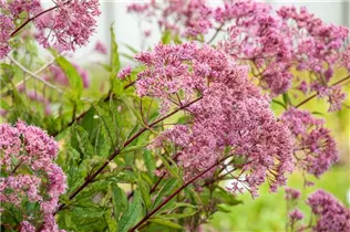 Eupatorium fistulosum - Großer Garten-Wasserdost