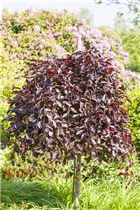 Fagus sylvatica 'Purpurea Pendula' - Schwarzrote Hängebuche 'Purpurea Pendula' Fagus sylvatica 'Purpurea Pendula' - Schwarzrote Hängebuche 'Purpurea Pendula'