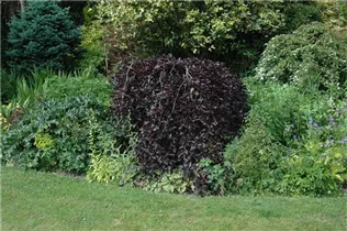 Fagus sylvatica 'Purpurea Pendula' - Schwarzrote Hängebuche 'Purpurea Pendula' Fagus sylvatica 'Purpurea Pendula' - Schwarzrote Hängebuche 'Purpurea Pendula'