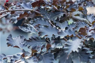 Fagus sylvatica 'Rohan Weeping' - Rotbuche 'Rohan Weeping'